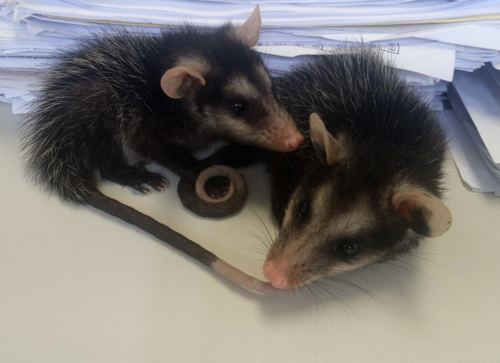 Filhotes de gambás encontrados em prédio da Praia do Suá. Foto: Divulgação/PMV