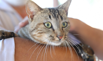 Gato para adoção em Cariacica. Foto: Divulgação/Prefeitura Municipal de Cariacica