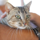 Gato para adoção em Cariacica. Foto: Divulgação/Prefeitura Municipal de Cariacica