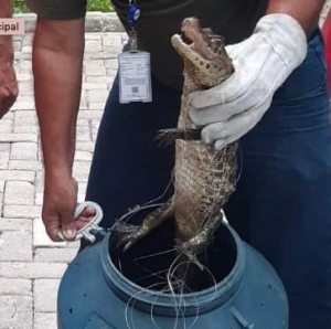Jacaré é resgatado na Serra. Foto: Divulgação/Semma