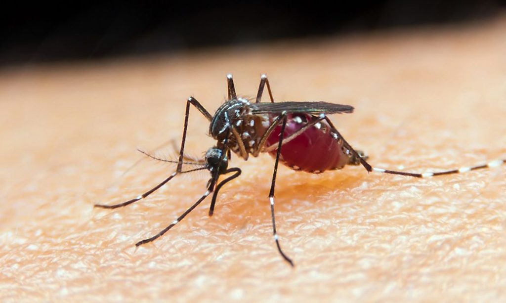 Aedes aegypti - mosquito que transmite a dengue - na pele de uma pessoa