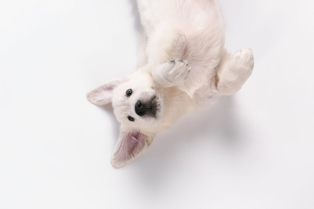 Cachorro. Foto: FreePik