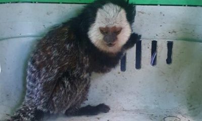 Sagui resgatado. Foto: Divulgação/PMV
