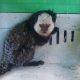 Sagui resgatado. Foto: Divulgação/PMV