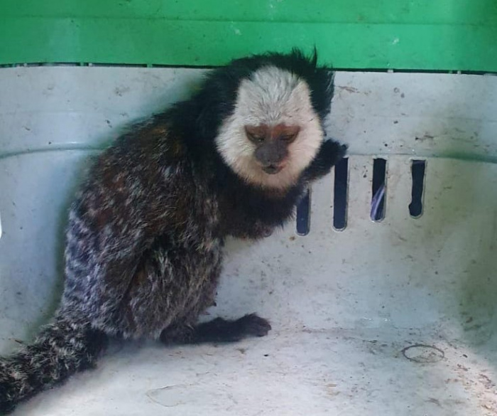 Sagui resgatado. Foto: Divulgação/PMV