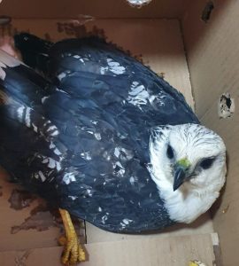 Gavião resgatado em Jardim da Penha. Foto: Divulgação/PMV