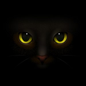Gato preto. Foto: FreePik