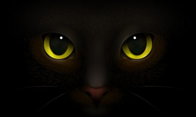 Gato preto. Foto: FreePik