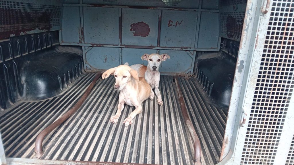 Cachorros resgatados com sinais de maus-tratos em Cachoeiro. Foto: Divulgação/Polícia Civil