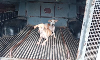 Cachorros resgatados com sinais de maus-tratos em Cachoeiro. Foto: Divulgação/Polícia Civil
