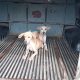 Cachorros resgatados com sinais de maus-tratos em Cachoeiro. Foto: Divulgação/Polícia Civil