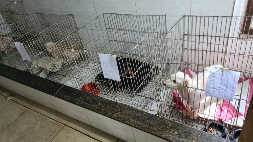 Médico veterinário é preso por maus-tratos em Vila Velha. Foto: Divulgação/Polícia Civil