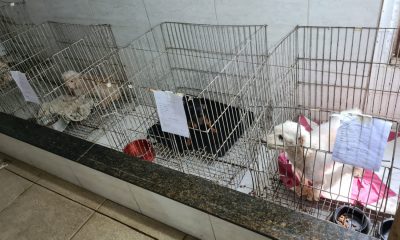 Médico veterinário é preso por maus-tratos em Vila Velha. Foto: Divulgação/Polícia Civil