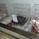 Médico veterinário é preso por maus-tratos em Vila Velha. Foto: Divulgação/Polícia Civil