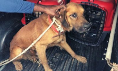 Cachorro vítima de maus-tratos é resgatado em Vila Velha. Foto: Divulgação/PMVV