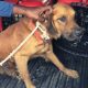 Cachorro vítima de maus-tratos é resgatado em Vila Velha. Foto: Divulgação/PMVV