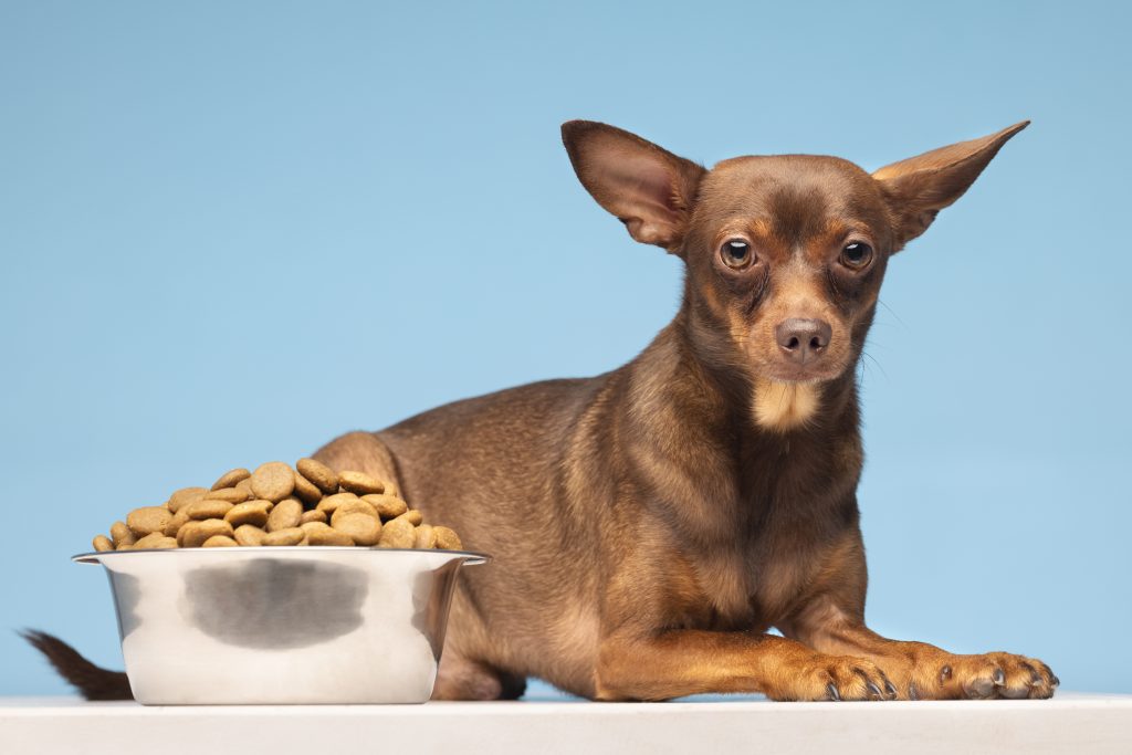 Cachorro. Foto: FreePik