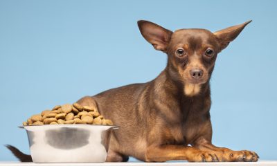 Cachorro. Foto: FreePik