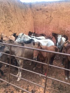 Cavalos encontrado em abate clandestino. Foto: Divulgação/PCES