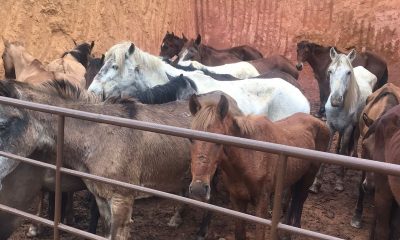 Cavalos encontrado em abate clandestino. Foto: Divulgação/PCES