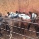 Cavalos encontrado em abate clandestino. Foto: Divulgação/PCES
