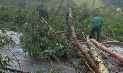 Queda de árvore em Santa Teresa. Foto: Capixaba da Gema