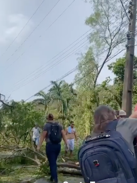 Queda de árvore em Santa Teresa. Foto: Instagram/Capixaba da Gema