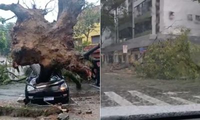 Queda de árvore em Vitória. Foto: Internauta
