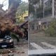 Queda de árvore em Vitória. Foto: Internauta