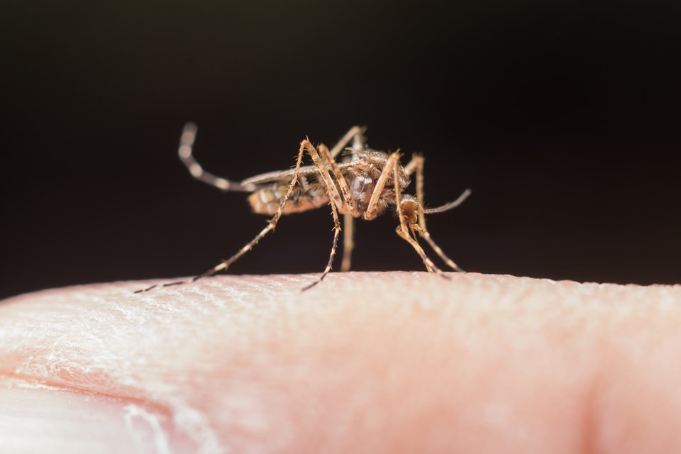 Mosquito Aedes aegypti - transmissor da dengue - pousado no dedo de uma pessoa