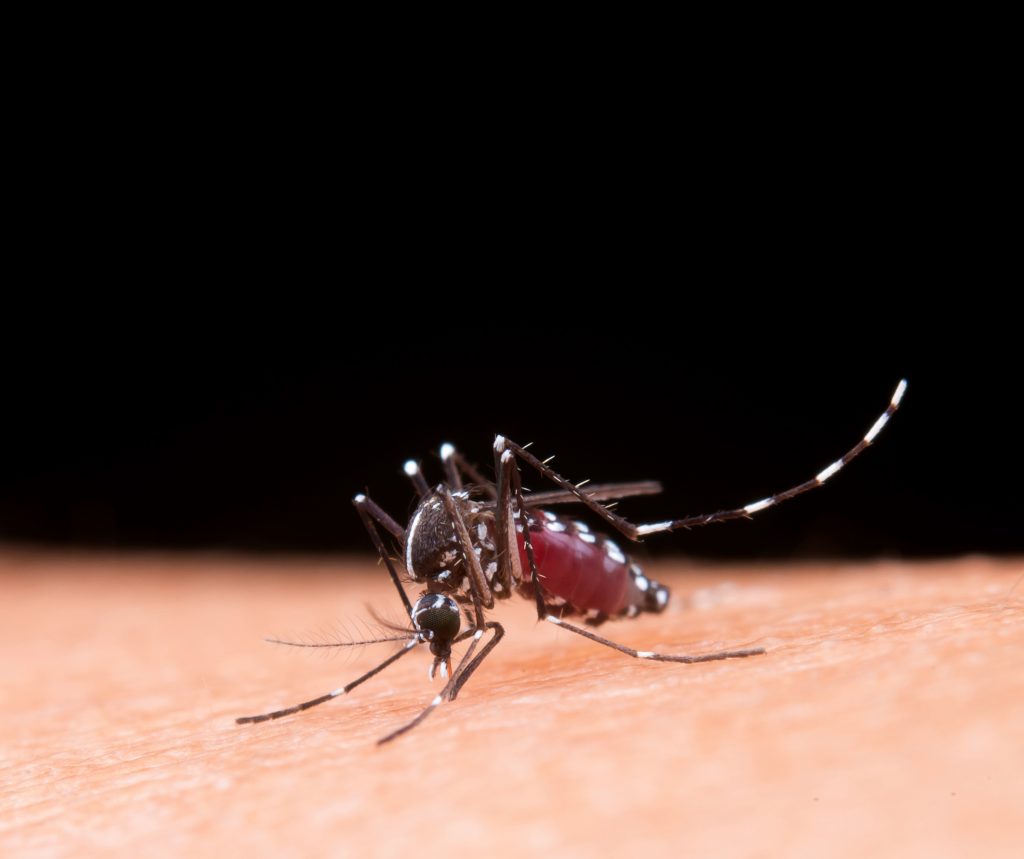Aedes aegypti pousado na pele de uma pessoa - é o mosquito transmissor da dengue