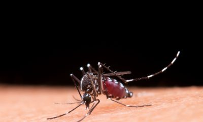 Aedes aegypti. Foto: FreePik