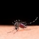 Aedes aegypti. Foto: FreePik