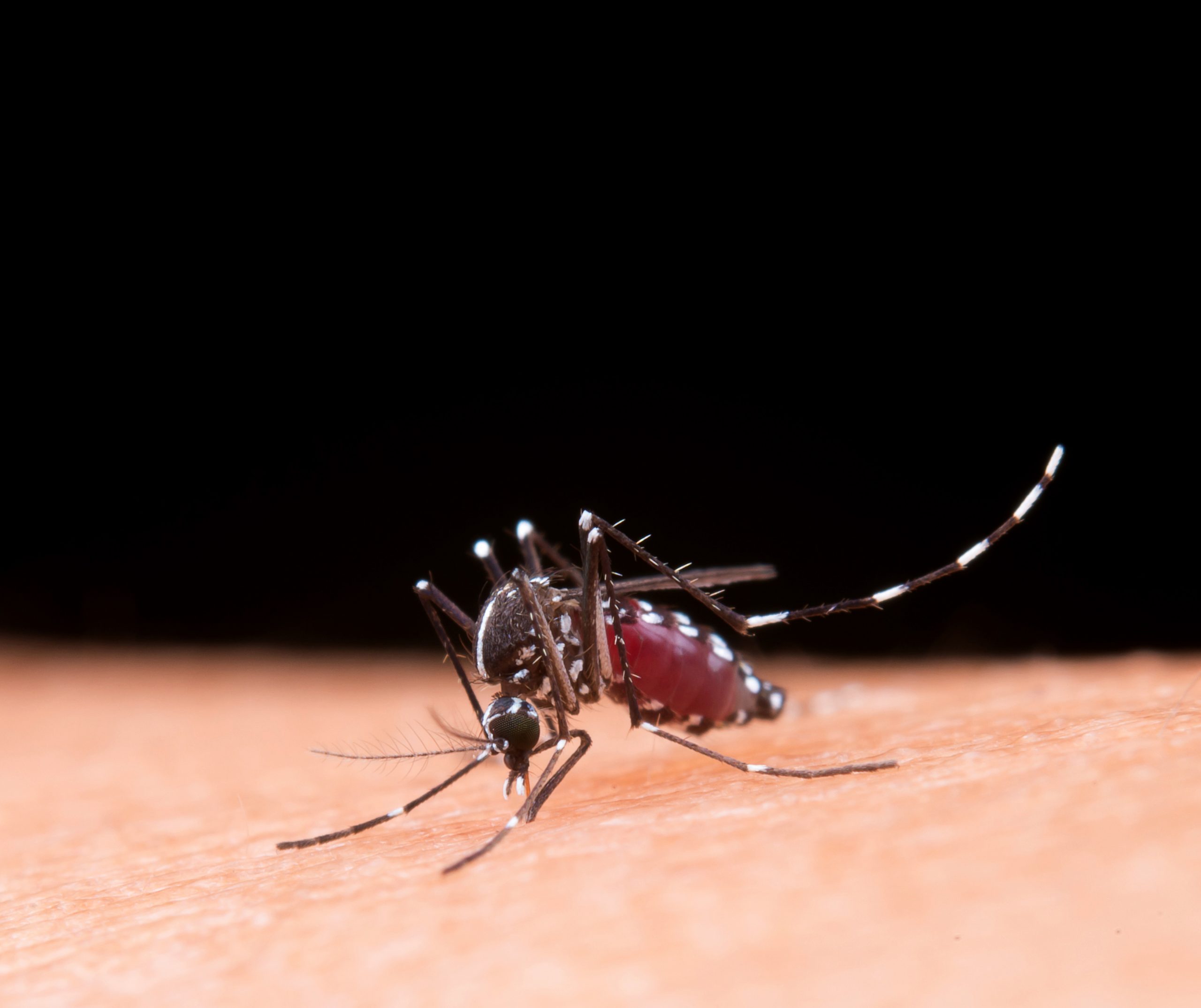 Aedes aegypti. Foto: FreePik