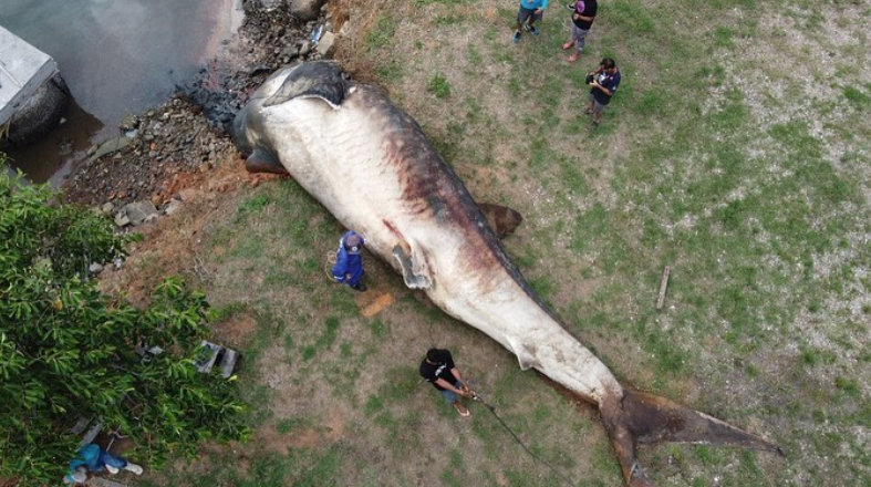 Tubarão-baleia é encontrado morto no canal de Vitória. Foto: Instituto ORCA/Instagram