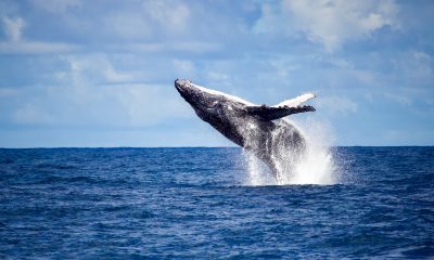 Baleias jubarte visitam a costa do ES para amamentar filhotes
