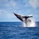 Baleias jubarte visitam a costa do ES para amamentar filhotes