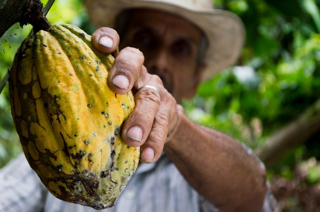 Em 2021, o Espírito Santo foi o terceiro maior produtor de Cacau do Brasil, com 4% da produção nacional. Foto: Pexels