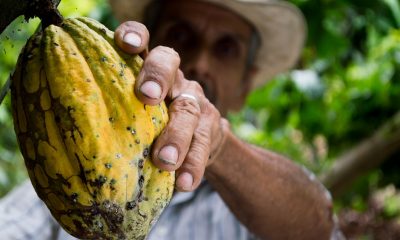 Em 2021, o Espírito Santo foi o terceiro maior produtor de Cacau do Brasil, com 4% da produção nacional. Foto: Pexels