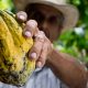 Em 2021, o Espírito Santo foi o terceiro maior produtor de Cacau do Brasil, com 4% da produção nacional. Foto: Pexels