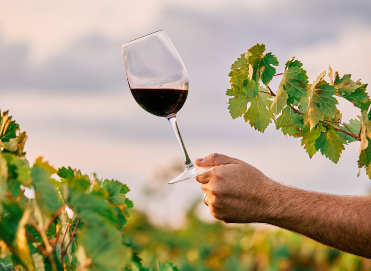 A relação dos vinhos premiados e de preços acessíveis. Foto: Divulgação