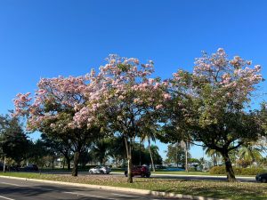 Ipês colorem as ruas de Vitória.