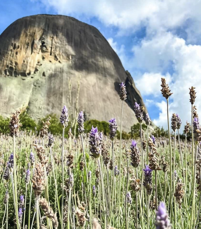 Lavandário Rota da Pedra, em Pedra Azul. Foto: Reprodução/Instagram