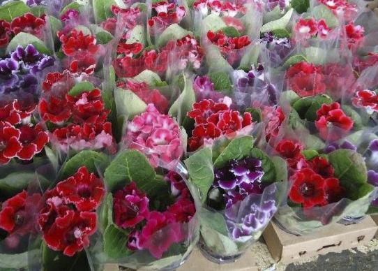 Vaso de flores. Foto: Reprodução