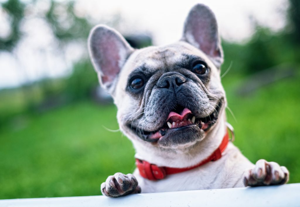 Bulldog faz parte da lista dos cachorros com mais problemas de saúde. Foto: Pexels