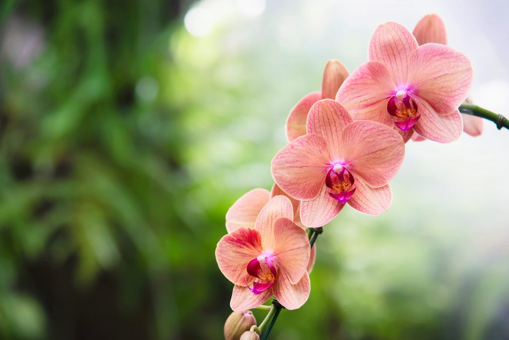 Orquídea. Foto: Divulgação