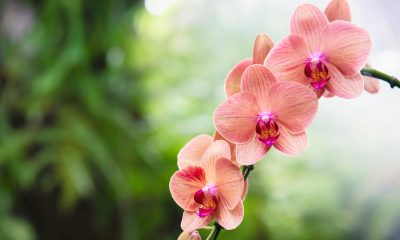 Orquídea. Foto: Divulgação