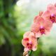 Orquídea. Foto: Divulgação