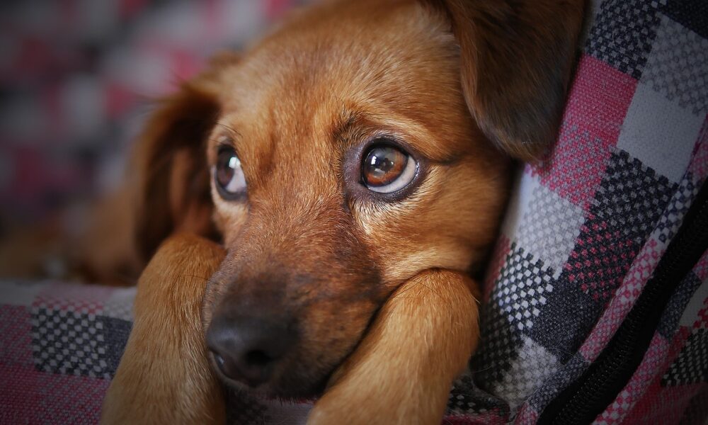 Cachorro triste. Foto: Pixabay