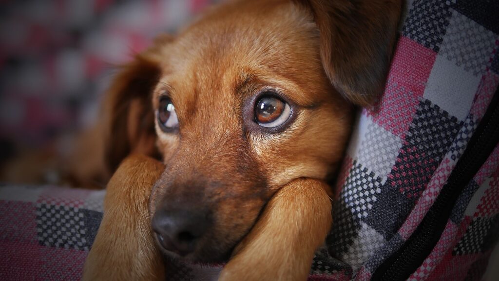 Cachorro triste. Foto: Pixabay